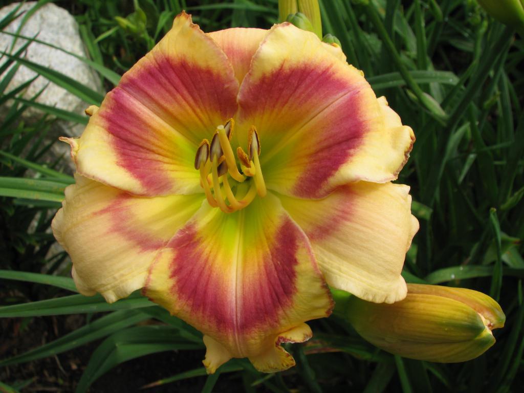 houseonthehill yellowflower ロンティ 80サイズ Jodi DeLong | Harbour Breezes Daylilies and Japanese Iris at